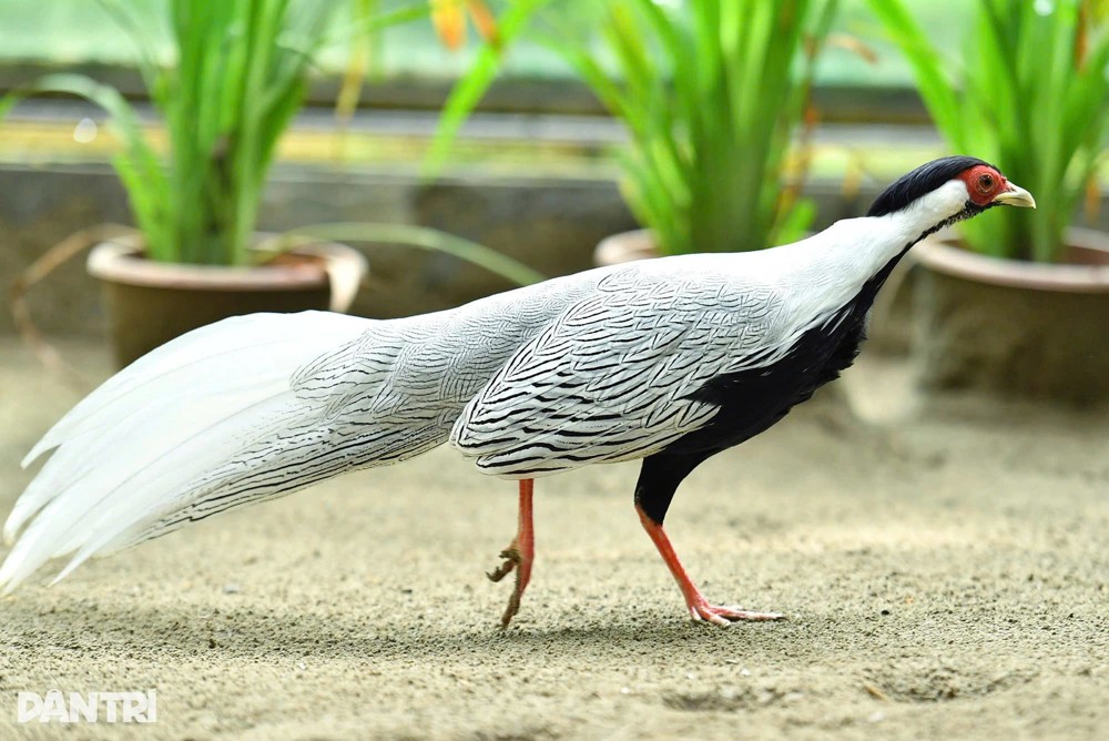 Khi “Pháp luật không sa đà vào chuyện nhỏ” - Hướng mở cho cải cách Bộ luật Hình sự